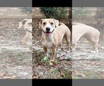 Small #1 Beagle Mix