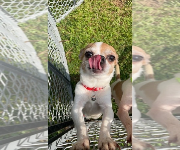 Medium Photo #1 Chihuahua Puppy For Sale in MURPHY, NC, USA