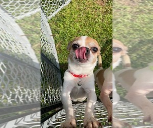 Father of the Chihuahua puppies born on 06/12/2026