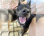 Small #9 Labrador Retriever Mix