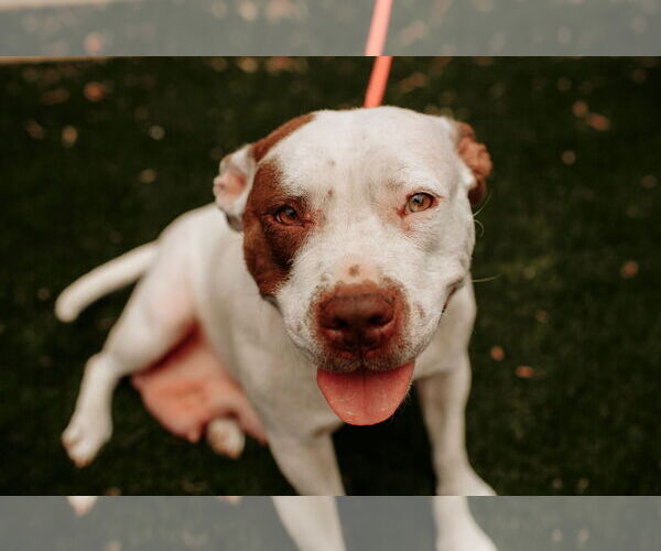 Medium Photo #19 American Staffordshire Terrier-Unknown Mix Puppy For Sale in Holly Springs, NC, USA