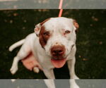 Small #18 American Staffordshire Terrier Mix