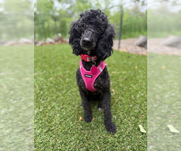 Medium Photo #7 Poodle (Miniature) Puppy For Sale in St. Louis Park, MN, USA