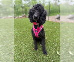 Small #6 Poodle (Miniature)