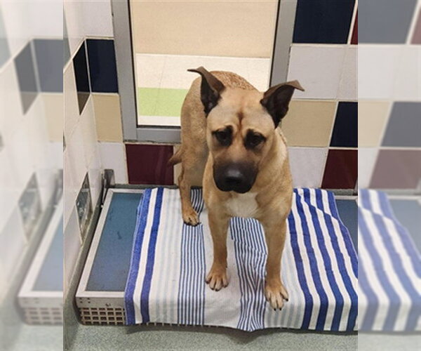 Medium Photo #1 German Shepherd Dog-Unknown Mix Puppy For Sale in Plano, TX, USA