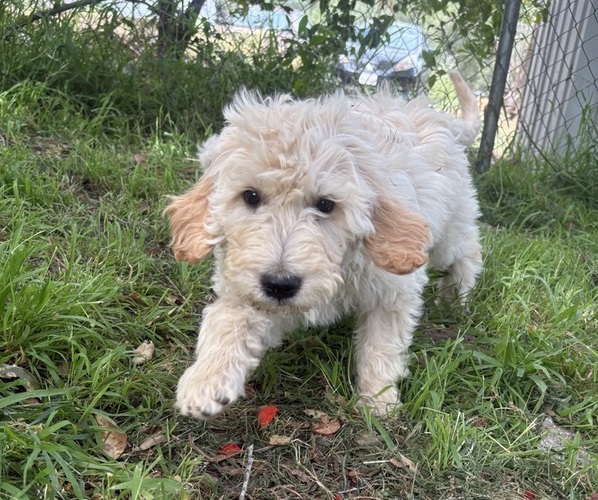 Medium Photo #6 Goldendoodle Puppy For Sale in VALLEY CENTER, CA, USA