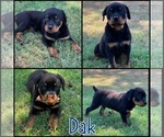 Puppy Dak Rottweiler