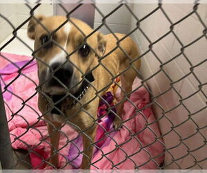 Boxer-Siberian Husky Mix Dogs for adoption in Olathe, KS, USA