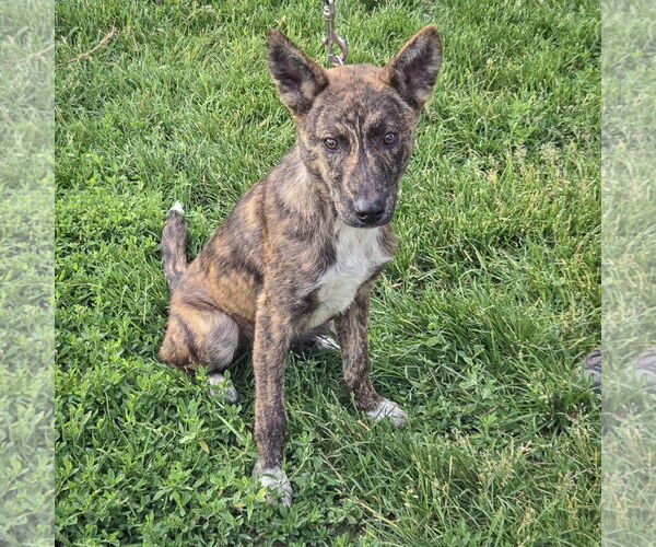 Medium Photo #4 German Shepherd Dog-Red Heeler Mix Puppy For Sale in Huntley, IL, USA