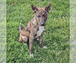 Small #3 German Shepherd Dog-Red Heeler Mix