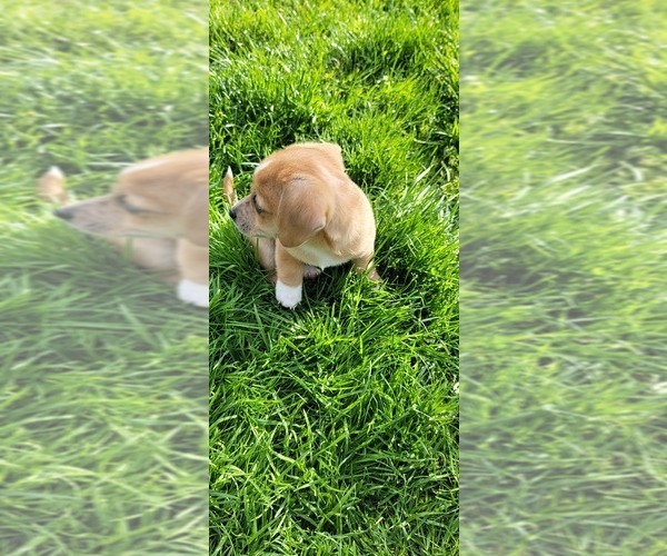 Medium Photo #6 Chiweenie Puppy For Sale in EVERETT, WA, USA
