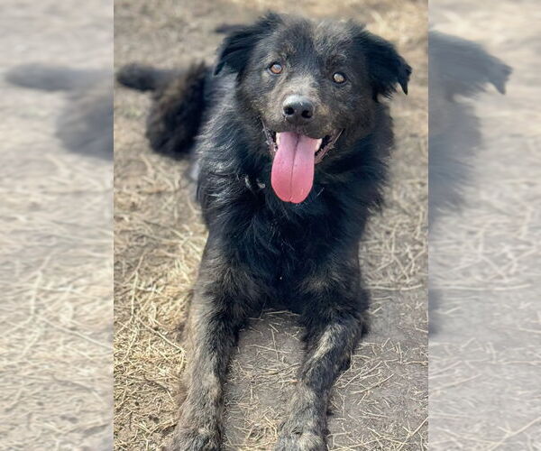 Medium Photo #2 Mutt Puppy For Sale in Great Bend, KS, USA