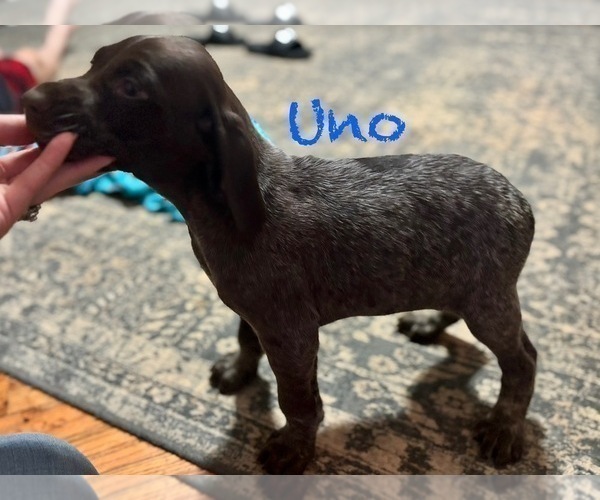 Medium Photo #4 German Shorthaired Pointer Puppy For Sale in STATE COLLEGE, PA, USA