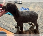 Small Photo #5 German Shorthaired Pointer Puppy For Sale in STATE COLLEGE, PA, USA