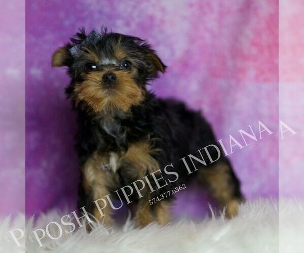 Medium Photo #5 Yorkshire Terrier Puppy For Sale in WARSAW, IN, USA