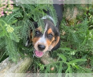 Beagle Puppy for sale in TARBORO, NC, USA