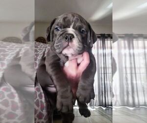 English Bulldog Puppy for sale in LEHIGH ACRES, FL, USA