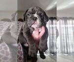 Small English Bulldog