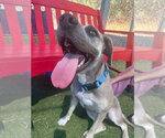 Small #1 Labrador Retriever Mix