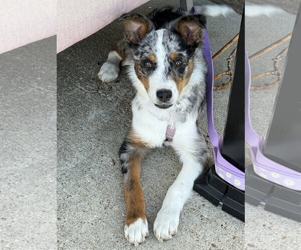 Medium Photo #2 Border-Aussie Puppy For Sale in Dallas, TX, USA