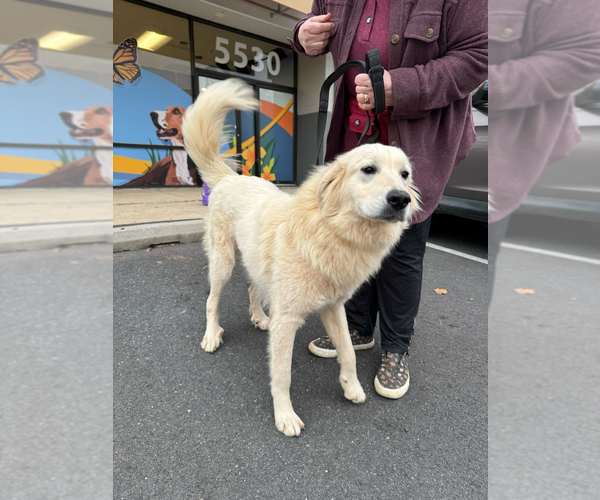 Medium Photo #3 Great Pyrenees Puppy For Sale in Greenbelt, MD, USA