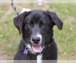 Pyrenees Border Collie Dogs for adoption in Cookeville, TN, USA