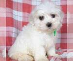 Small #4 Maltese