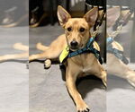 Small #1 Mutt