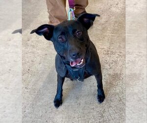 Sooney *Adopt or Foster* - Female Labrador Retriever-Unknown Mix Dog for Adoption - Photo #10
