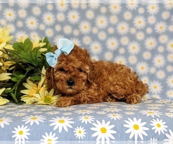 Medium Photo #3 Poodle (Toy) Puppy For Sale in NEW PROVIDENCE, PA, USA