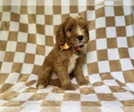 Small #2 Cavapoo (Miniature)