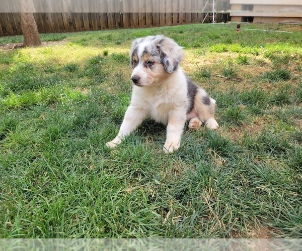 Medium Photo #5 Australian Shepherd Puppy For Sale in SALEM, OR, USA