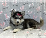 Small #6 Pomsky