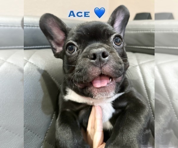 Medium Photo #4 French Bulldog Puppy For Sale in WESLEY CHAPEL, FL, USA
