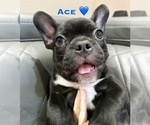 Small #3 French Bulldog