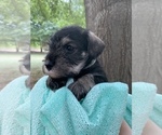 Small Photo #6 Schnauzer (Miniature) Puppy For Sale in WINTERVILLE, GA, USA