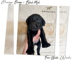 Small Photo #7 Labrador Retriever Puppy For Sale in SEGUIN, TX, USA