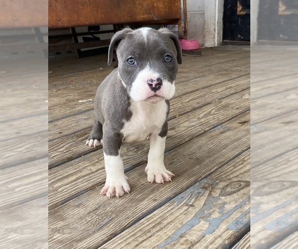 Medium Photo #1 American Bully Puppy For Sale in LA VERNIA, TX, USA