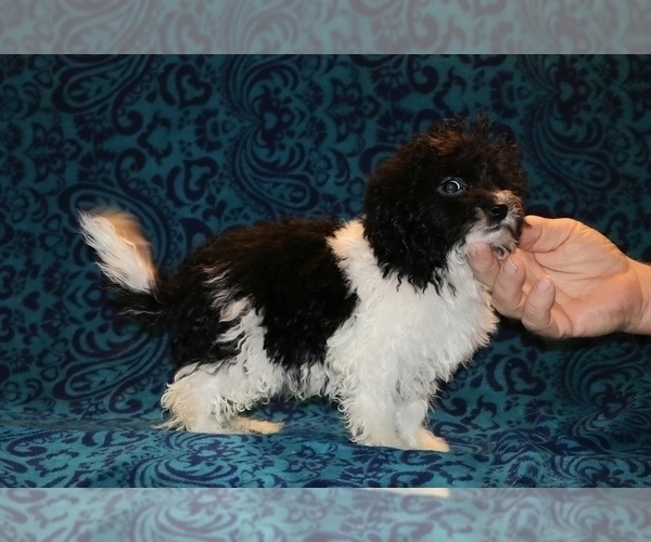 Medium Photo #7 Goldendoodle (Miniature) Puppy For Sale in DYERSBURG, TN, USA