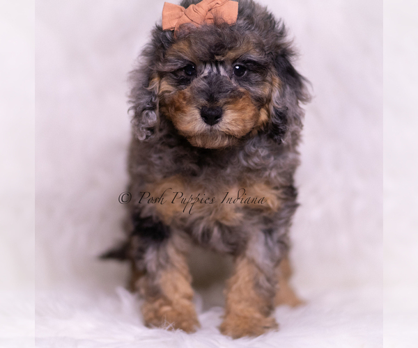 Medium Photo #71 Poodle (Toy) Puppy For Sale in WARSAW, IN, USA