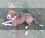 Small #2 American Staffordshire Terrier Mix