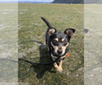 Small #1 Chihuahua Mix