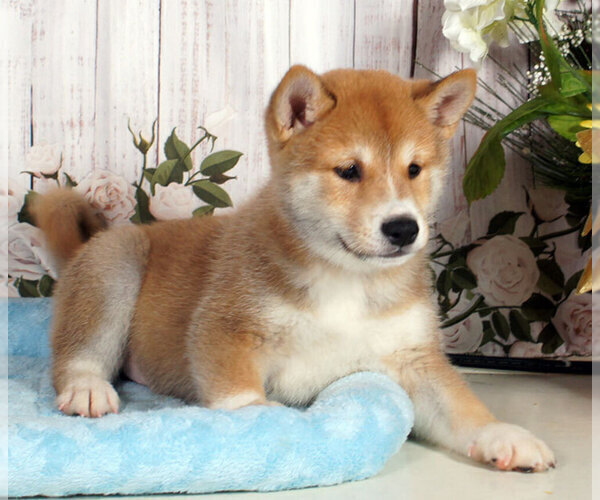 Medium Photo #1 Shiba Inu Puppy For Sale in PENNS CREEK, PA, USA