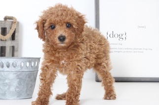 Medium Poodle (Toy)