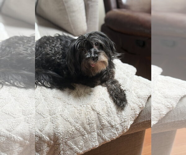 Medium Photo #2 Lhasa Apso-Miniature Schnauzer Mix Puppy For Sale in Phoenix, AZ, USA