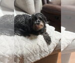 Small #1 Lhasa Apso-Miniature Schnauzer Mix