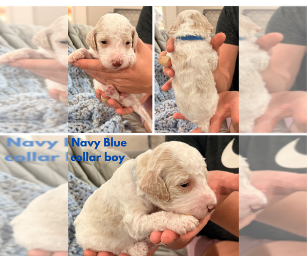 Medium Photo #4 Poodle (Standard) Puppy For Sale in CORYDON, IN, USA
