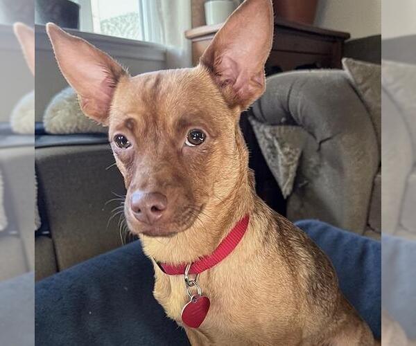 Medium Photo #6 Chihuahua-Unknown Mix Puppy For Sale in San Diego, CA, USA