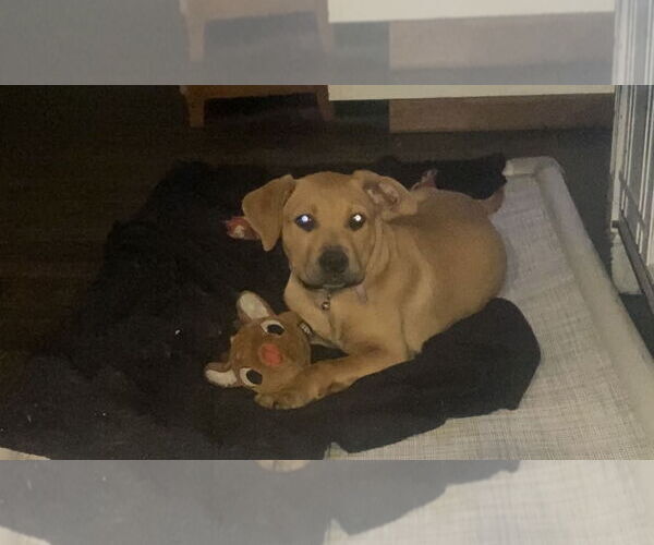 Medium Photo #9 Labrador Retriever-Unknown Mix Puppy For Sale in The Woodlands, TX, USA