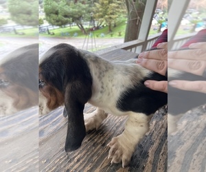 Basset Hound Puppy for sale in SQUAW VALLEY, CA, USA